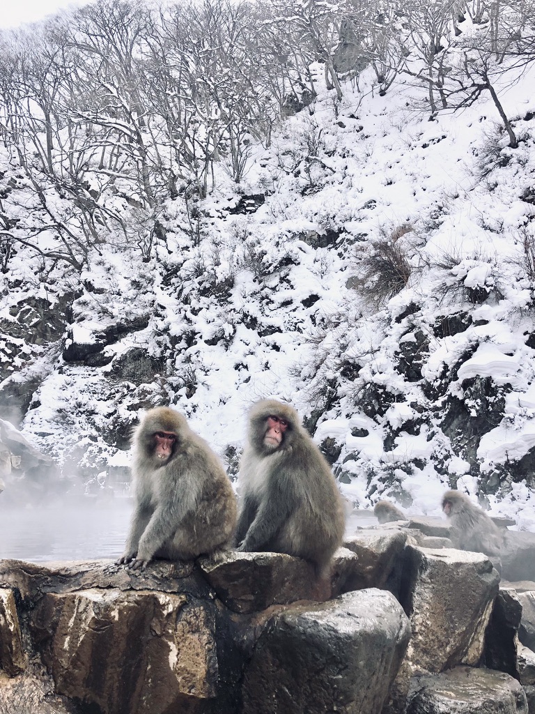 How to See Wild Snow Monkeys in Japan: A Magical Winter&nbsp;Experience