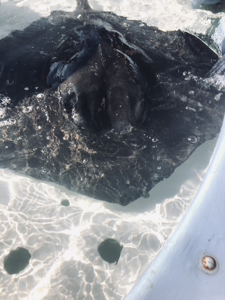 Stingray swimming on stingray feeder at castaway cay.