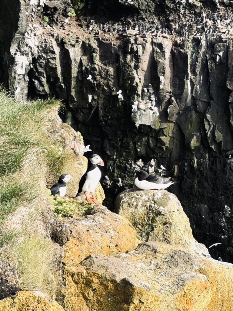 Puffins on cliff at Puffin Cliffs in Westfjords, Iceland
