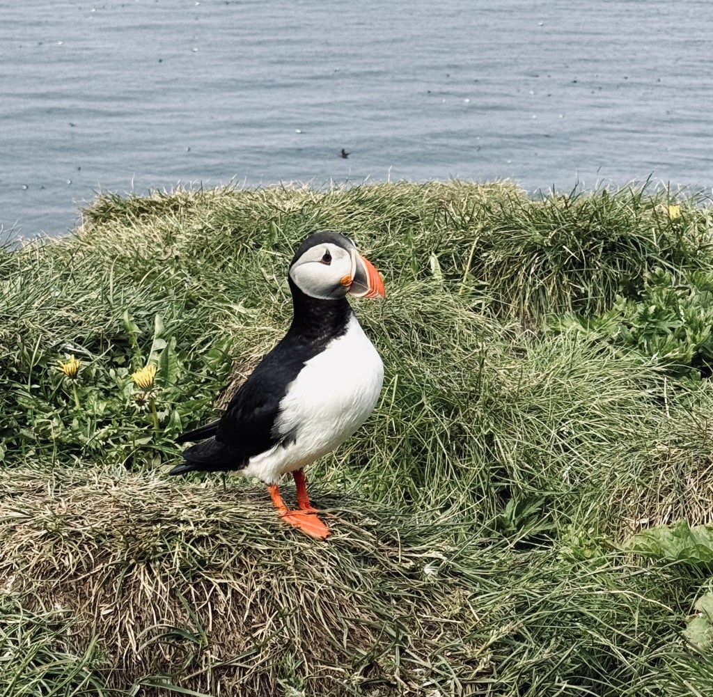 Bucket List Moment: Best Places to See Puffins in&nbsp;Iceland
