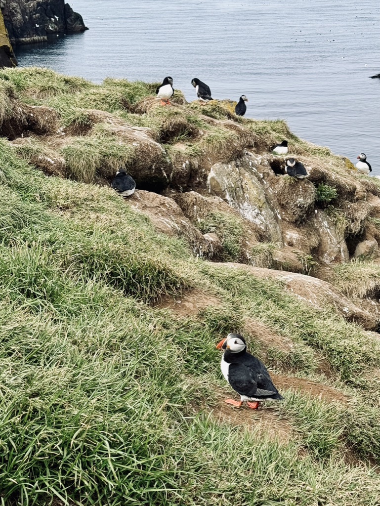 Lots of puffins standing on nesting grass at Borgarfjörður Eystri, Iceland