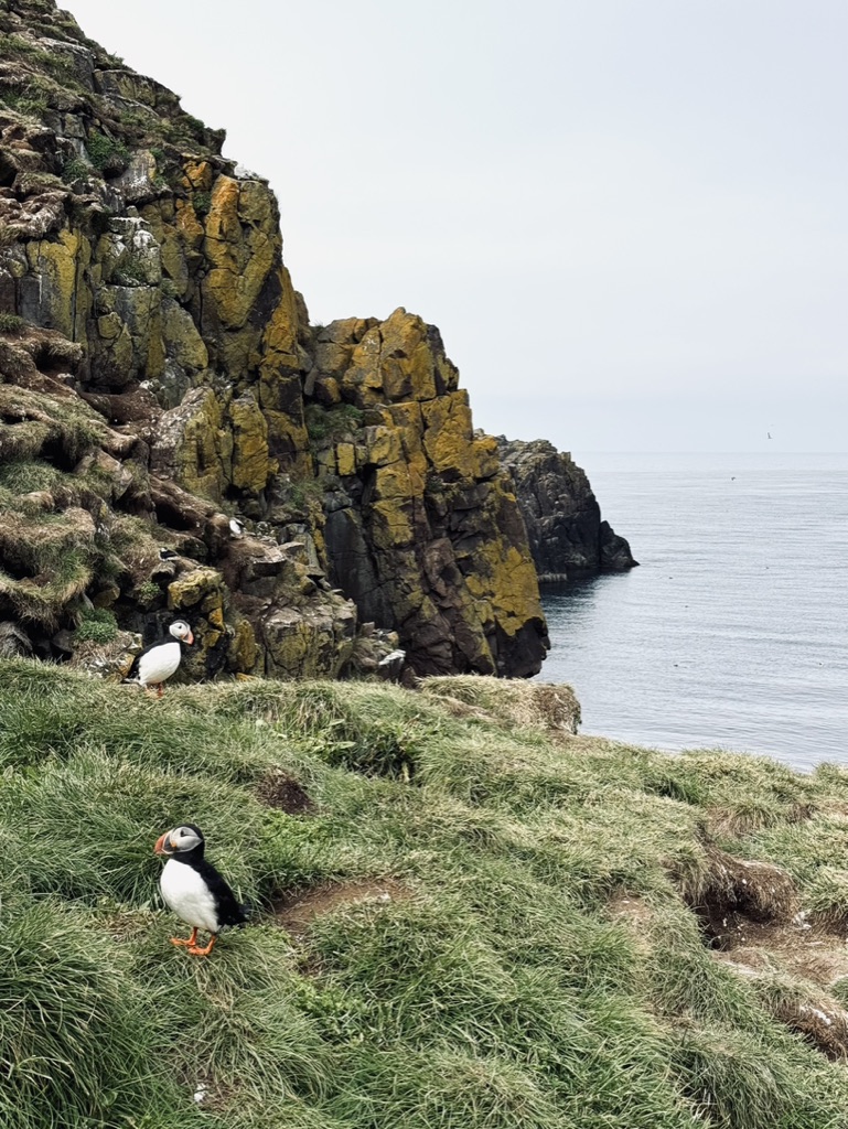 Puffins standing on nesting grass at Borgarfjörður Eystri, Iceland