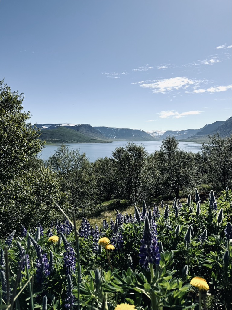 View from the top of Sandafell Mountain in Westfjords of Iceland. Blue skies and flowers on the hill.