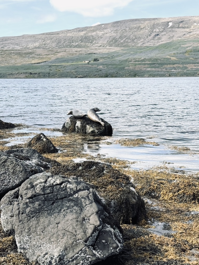 Two wild seals sitting on rock in the ocean in the Westfjords of Iceland