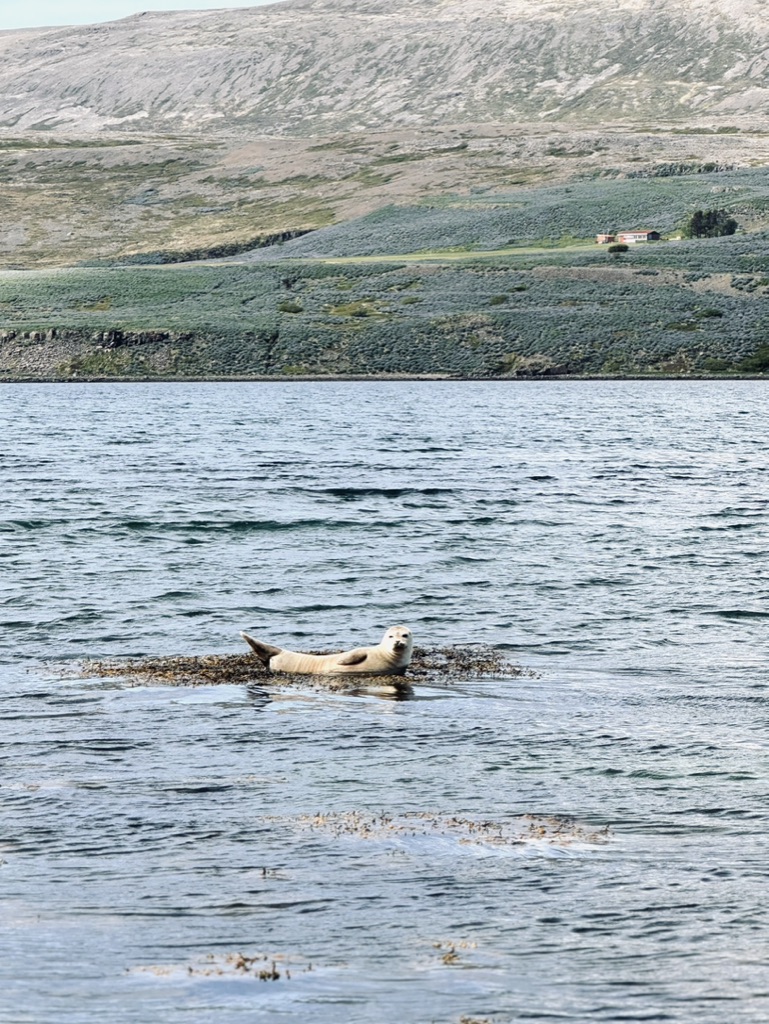 One wild seal sitting on rock in the ocean in the Westfjords of Iceland