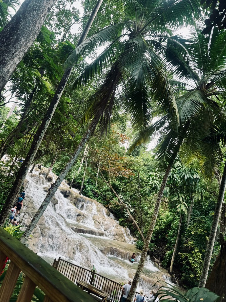 Palm trees and jungle surrounding waterfalls at Dunns River Falls in Jamaica