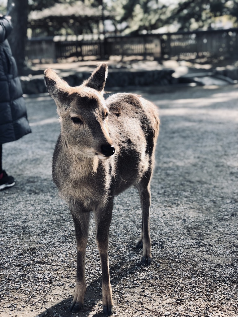 A Japanese deer standing in Nara Park, Japan