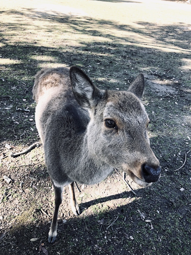 Japanese deer looking up in Nara Park, Japan