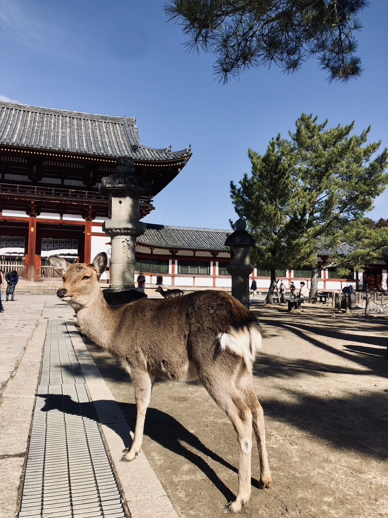 AJapanese deer standing in front of temple gates in Nara Park, Japan