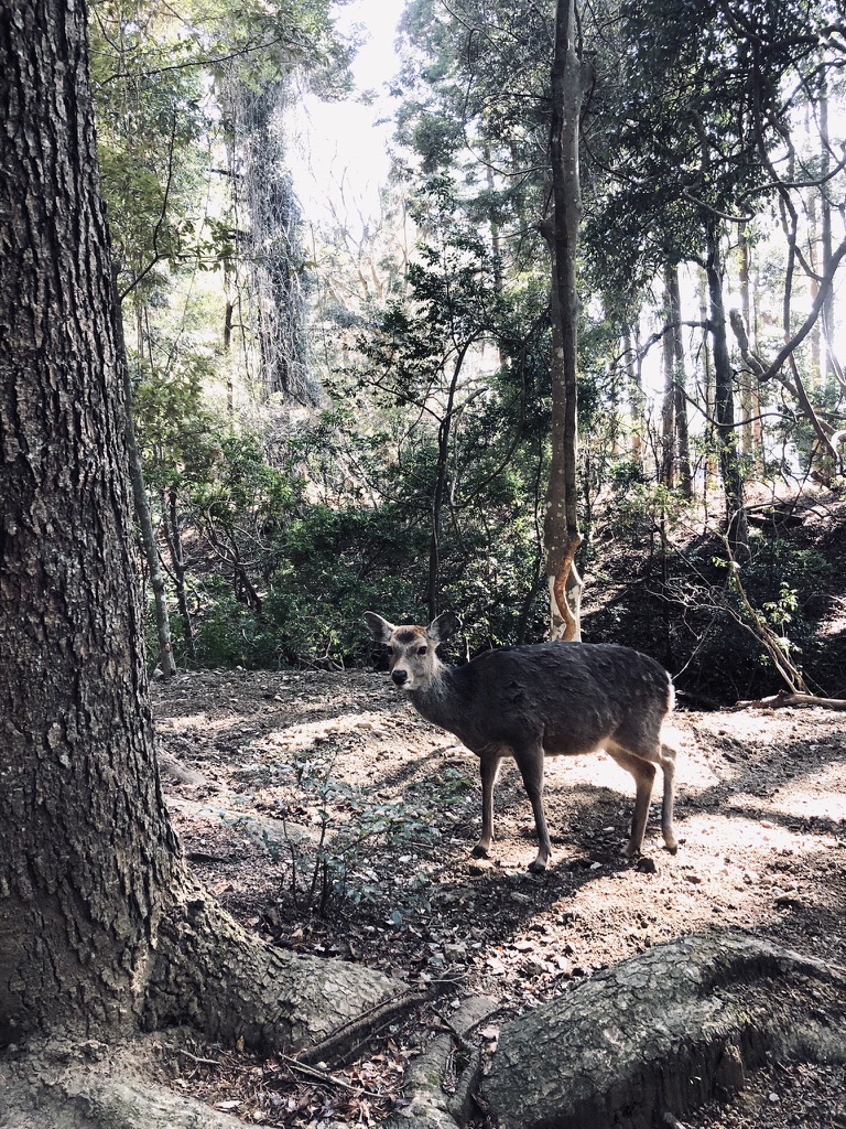 Japanese deer in forest in Nara Park, Japan