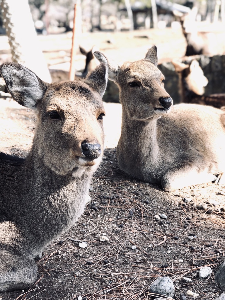 Two Japanese deer lying down in Nara Park, Japan