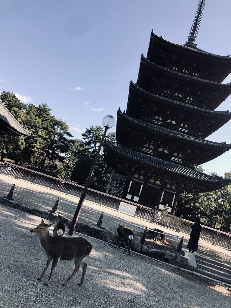 Japanese deer walking in front of a temple in Nara Park, Japan