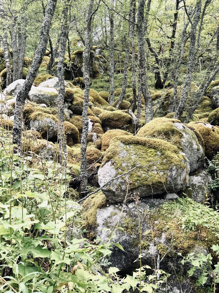 Mossy rocks and trees on the hike to Briksdal Glacier, Norway