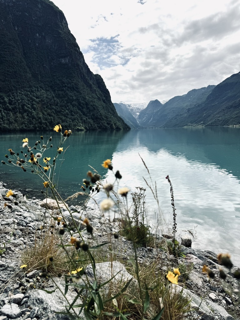Yellow flowers in front of stunning blue lake with Norwegian mountains in background. Briksdal Glacier in far distance.