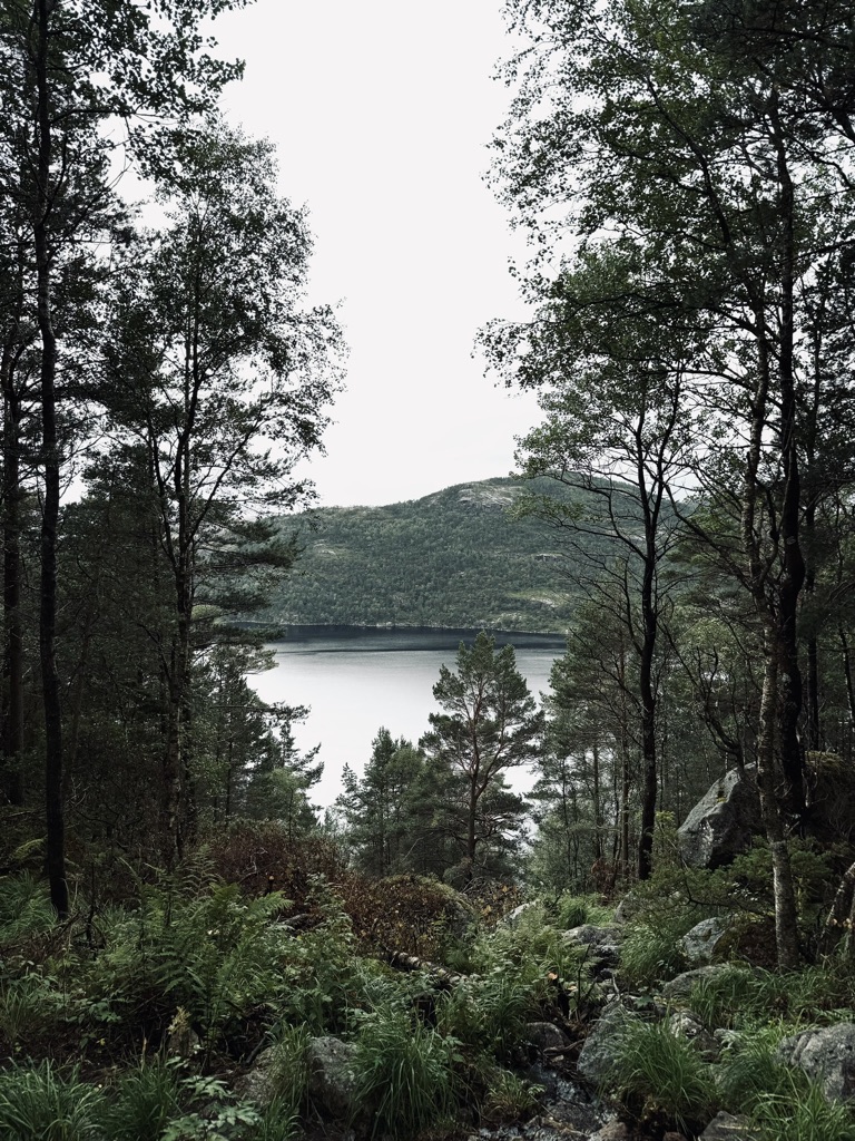 Green forest views on the hike up to Pulpit Rock, Norway