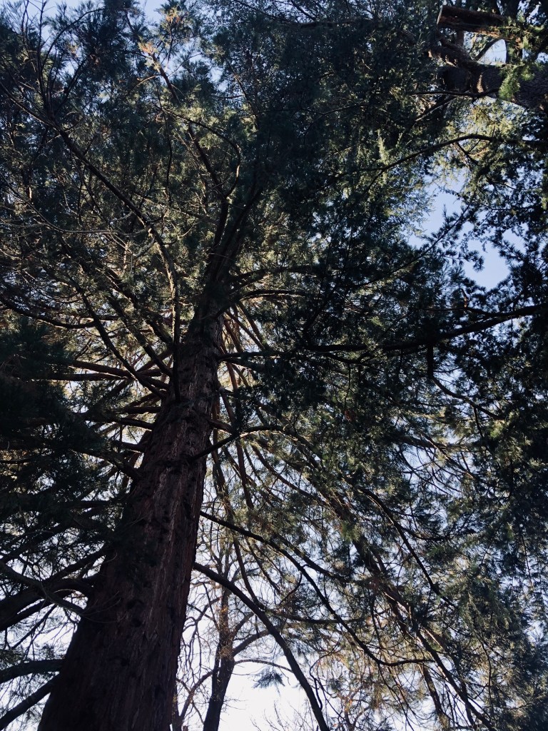 Big tree branches in Launceston, Tasmania