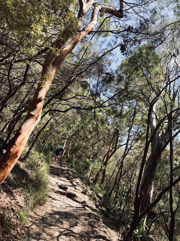 Hiking trail through the Australian bush at Mt Coolum, Sunshine Coast