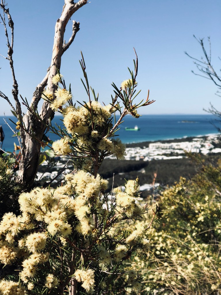 View of the ocean from Mount Coolum National Park, Sunshine Coast