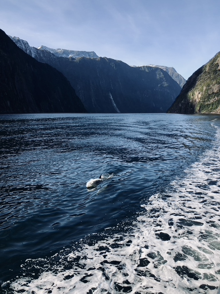 Dolphins jumping on boat tour with green mountains and water reflection at Milford Sound, New Zealand