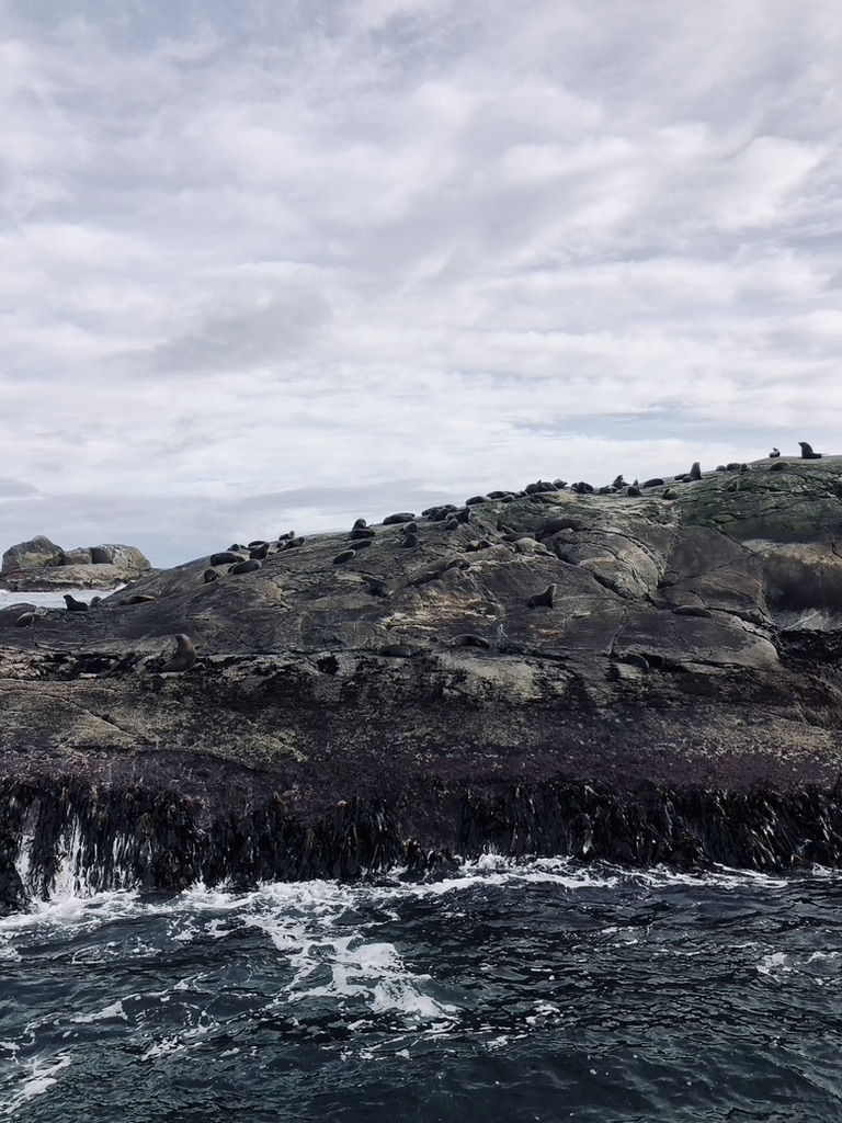 Colony of seals on a rock on boat tour at Doubtful Sound, New Zealand
