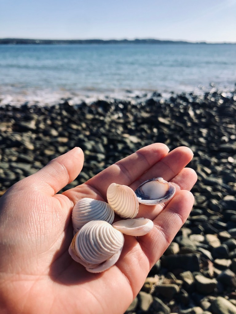 Hand holding shells on a rocky beach in Tasmania, Australia
