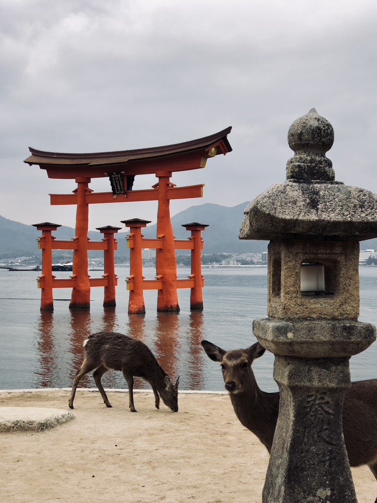 Two deer in front of floating red tori gate on Miyajima Island in Japan