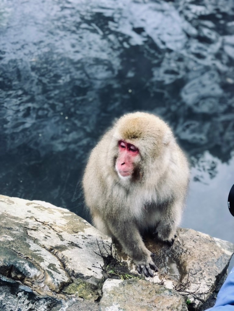 Cute Snow Monkey by the water at Snow Monkey Park in Japan