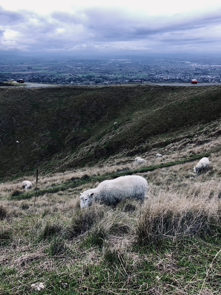 View of sheep on hill with view of mountains and city in distance in Napier, New Zealand