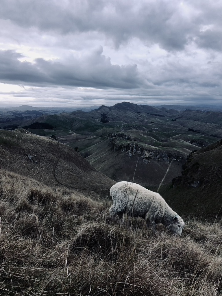 Sheep with mountains in distance in Napier, New Zealand