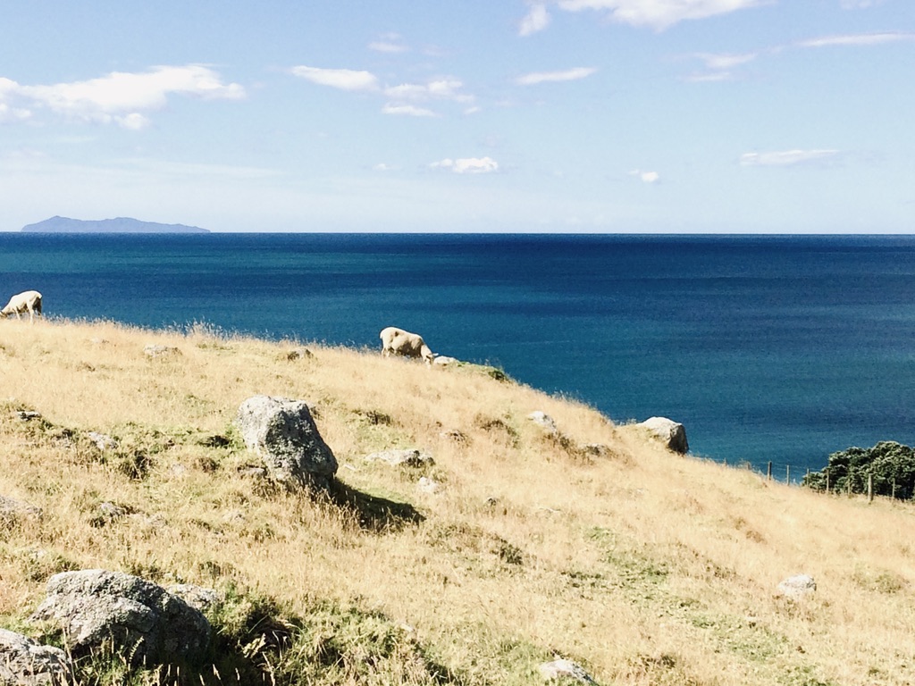 View of sheep and beach on Mt Maunganui in New Zealand's North Island