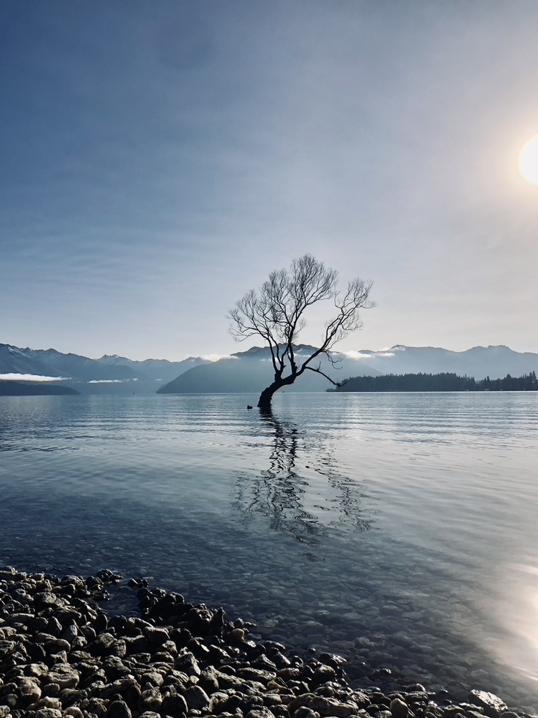 Famous Wanaka Tree standing in the middle of Lake Wanaka on a sunny day in New Zealand