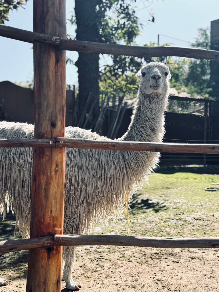 White llama looking directly at camera through wooden fence in Mundo Alpaca in Arequipa, Peru