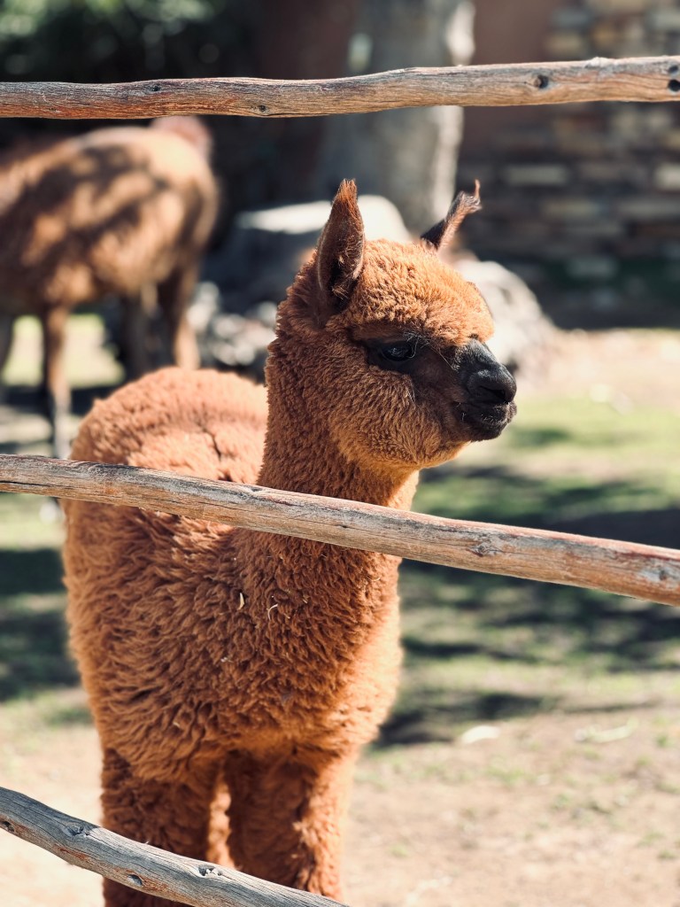 Cute baby alpaca in Mundo Alpaca in Arequipa, Peru