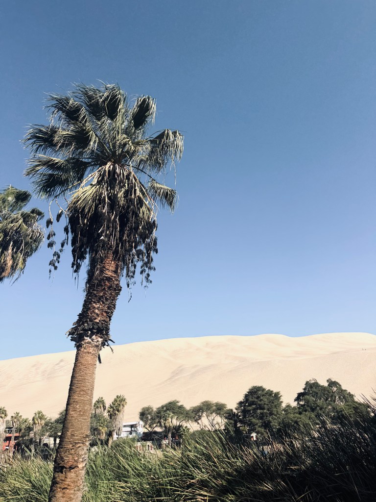 Palm trees and desert sand dunes in Huacachina, Peru