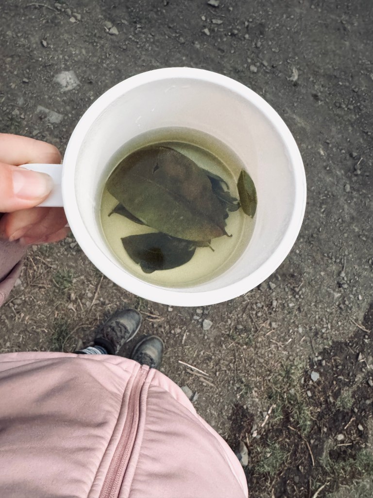 Hand holding plastic cup of coca tea with tea leaves on the Inca Trail in Peru