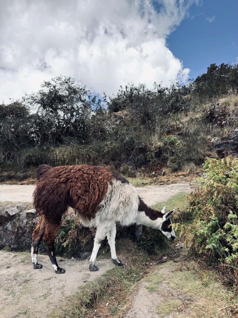 Llama eating grass on the Inca Trail in Peru