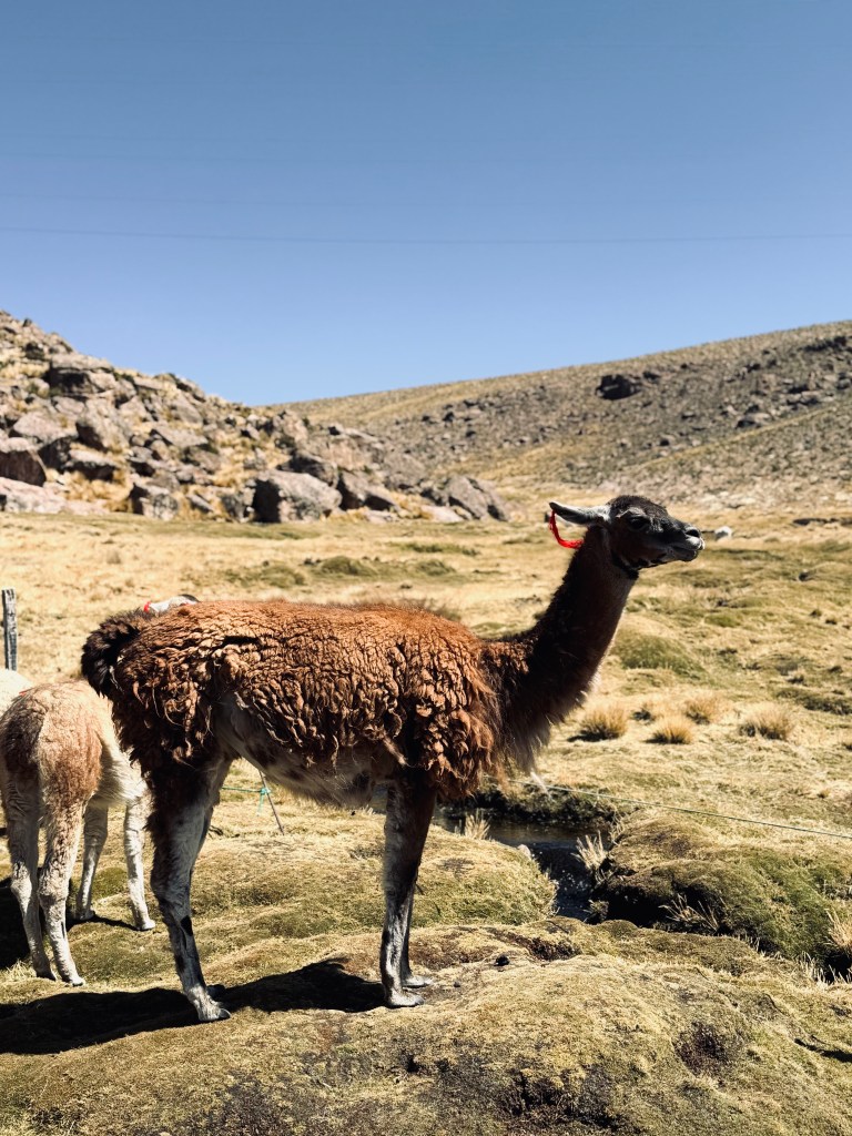 Brown llama in green field in Peru