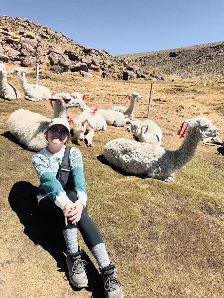 Girl in llama sweater sitting with llamas in a field in Peru