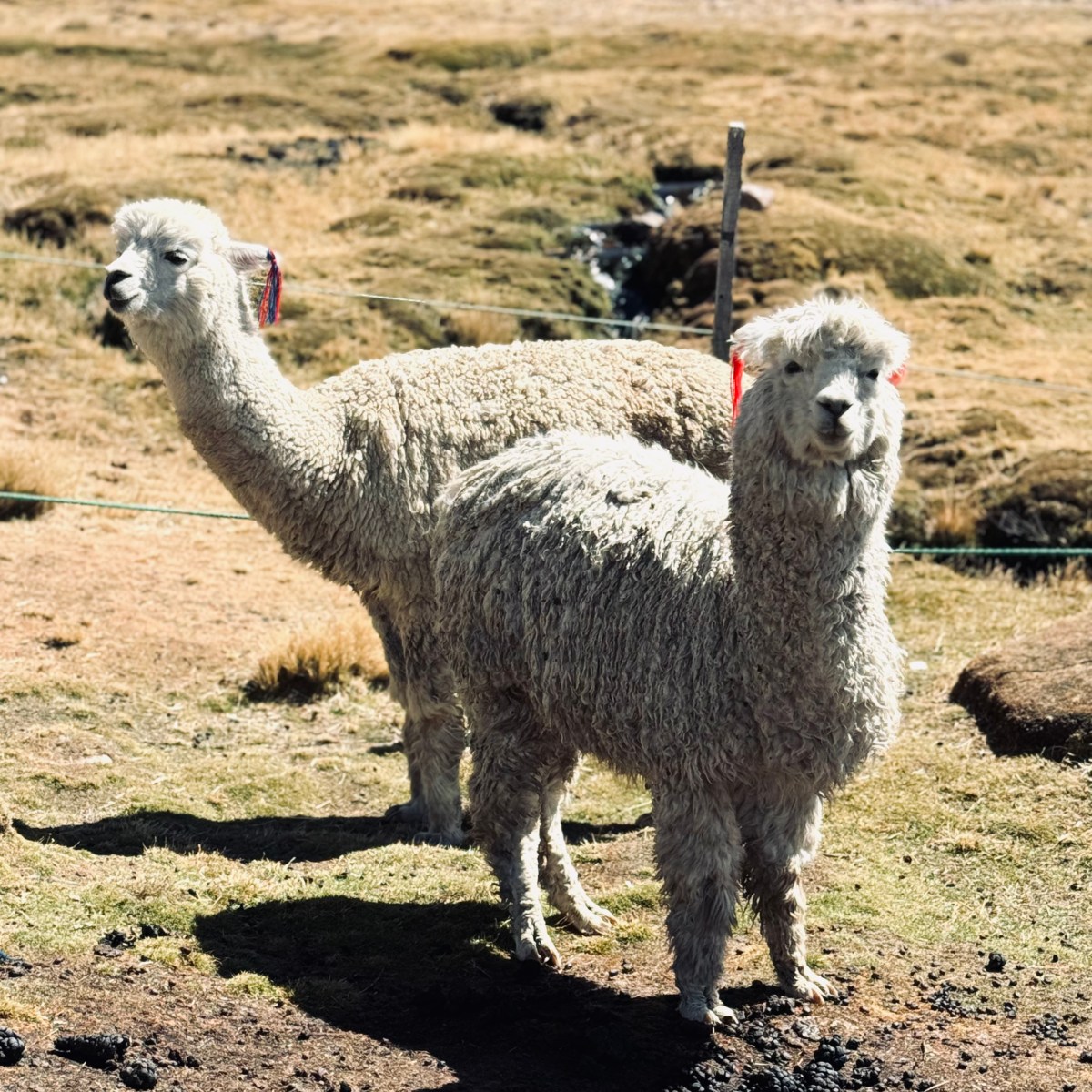 Honest Review of Peru Hop (Spoiler: Loved&nbsp;it!!)