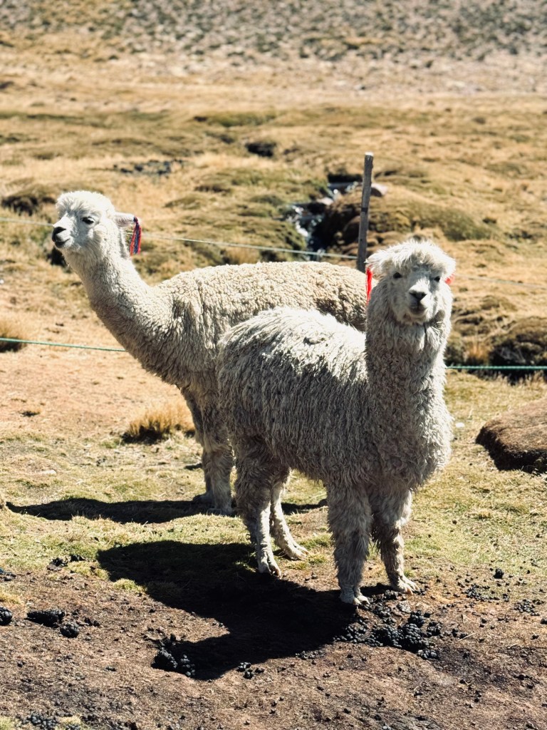 Two white llamas in a field in Peru