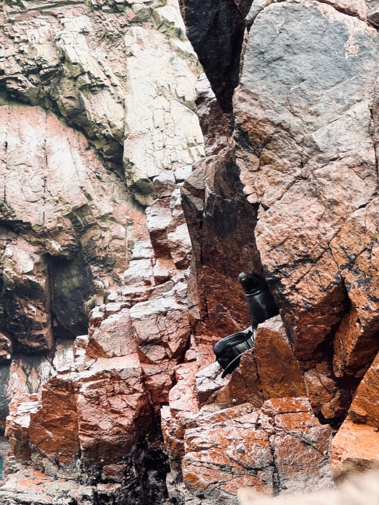Black sea lion sitting on rock formation in Islas Ballestas in Paracas, Peru.