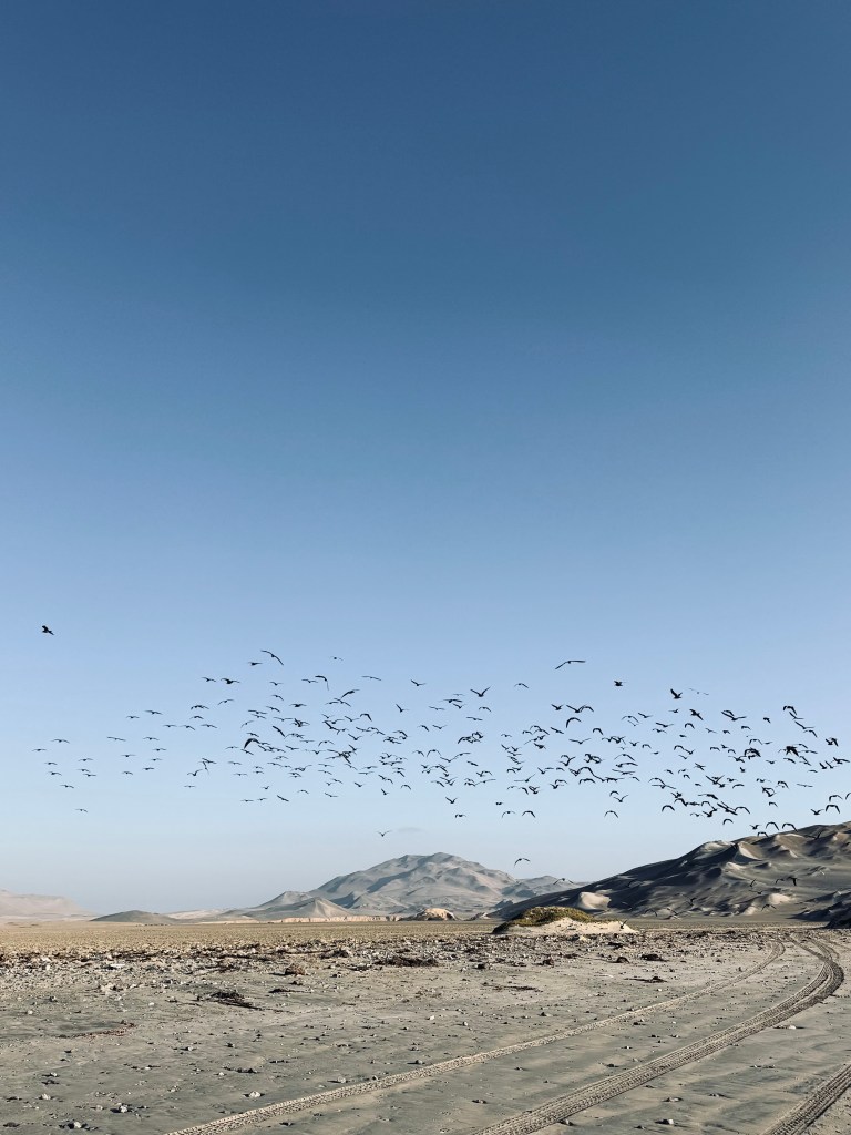 Blue skies with birds flying over desert in Paracas National Reserve, Peru