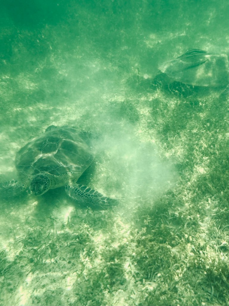 Swimming with turtles at Akumal Beach in Mexico