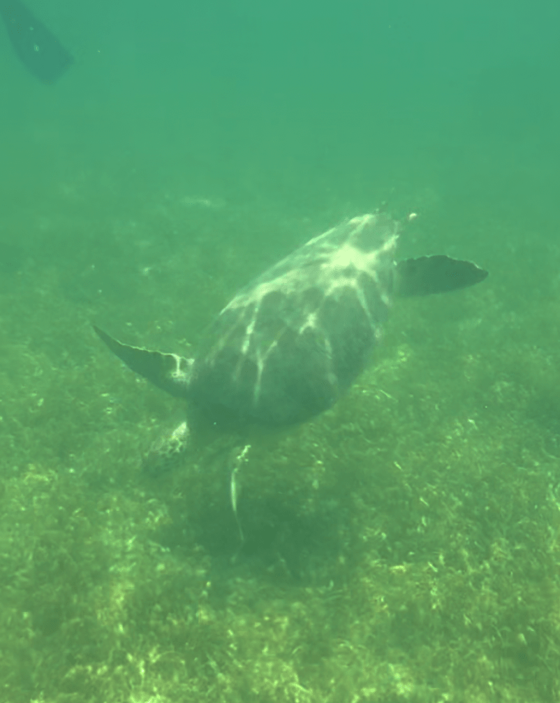 Swimming with turtles at Akumal Beach in Mexico