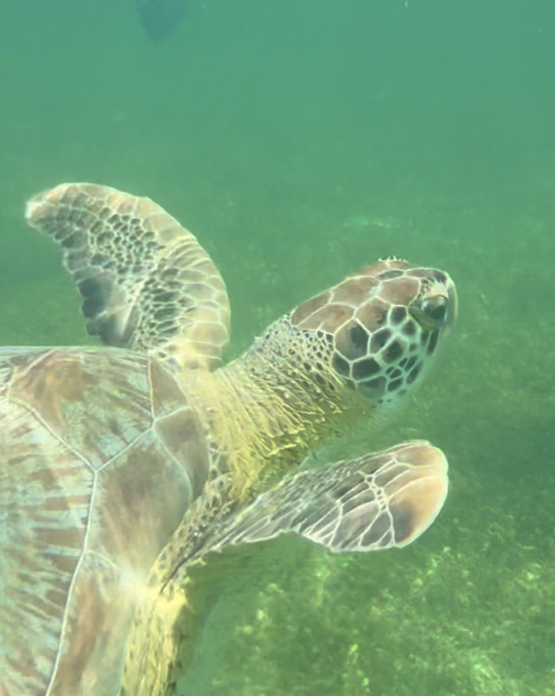 Close up of turtle at Akumal Beach in Mexico