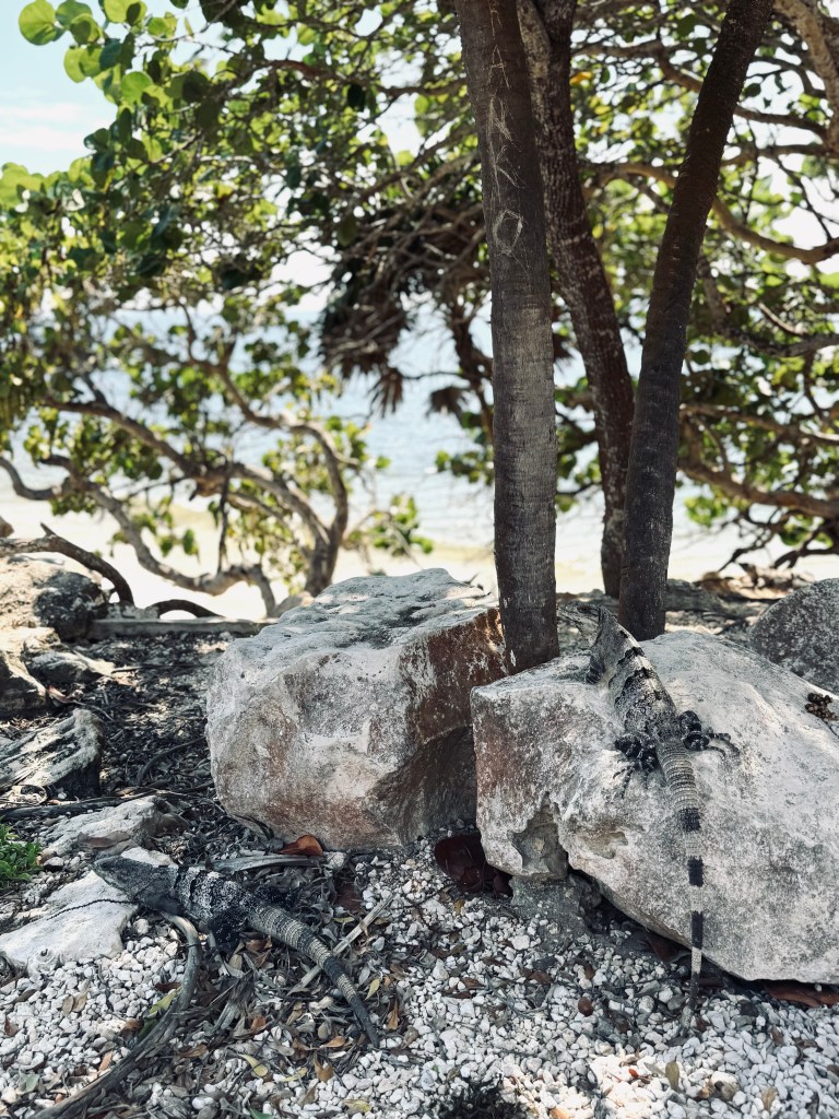 Iguanas resting on rocks at Tulum Ruins, Mexico