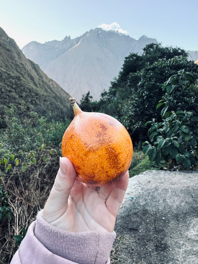 Hand holding orange passionfruit on the Inca Trail, Peru