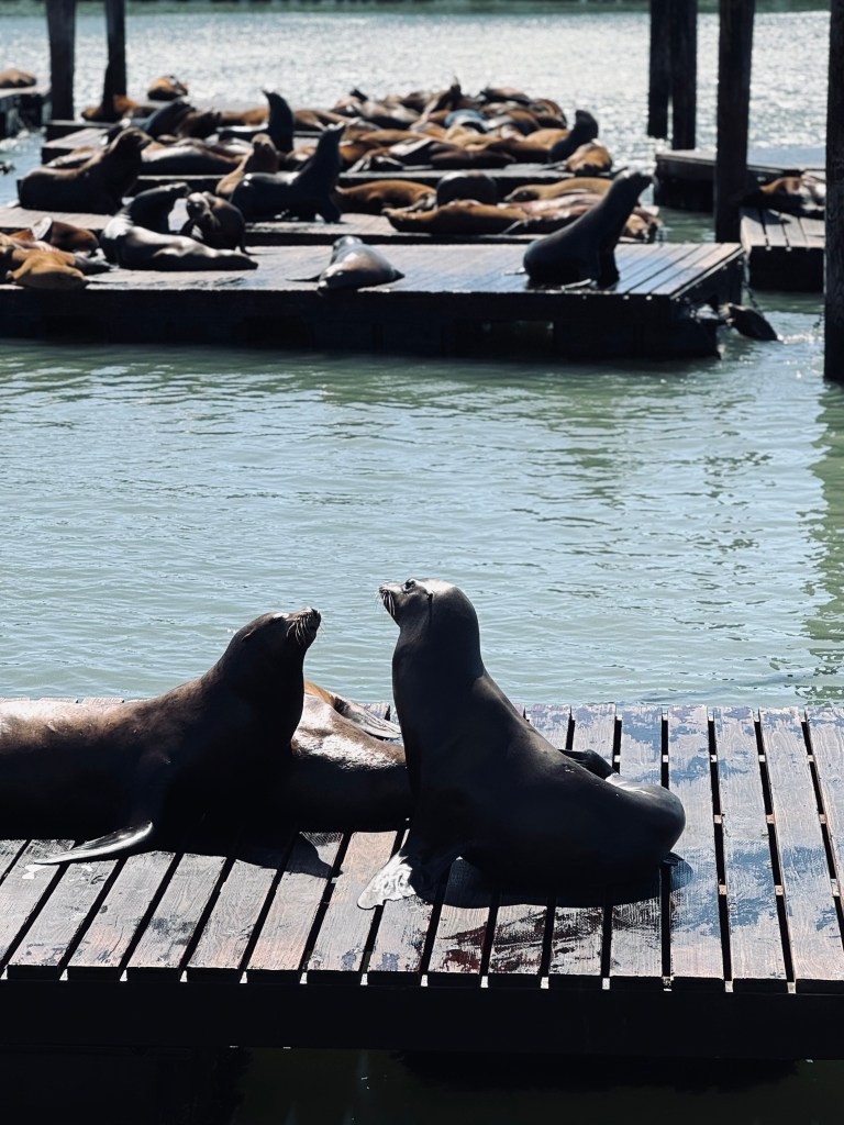 Sea lions at Pier 39 in San Fransisco, USA