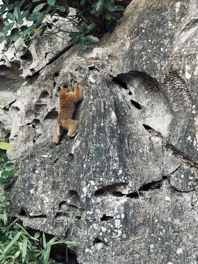 Monkey climbing a rock wall on a Halong Bay cruise, Vietnam