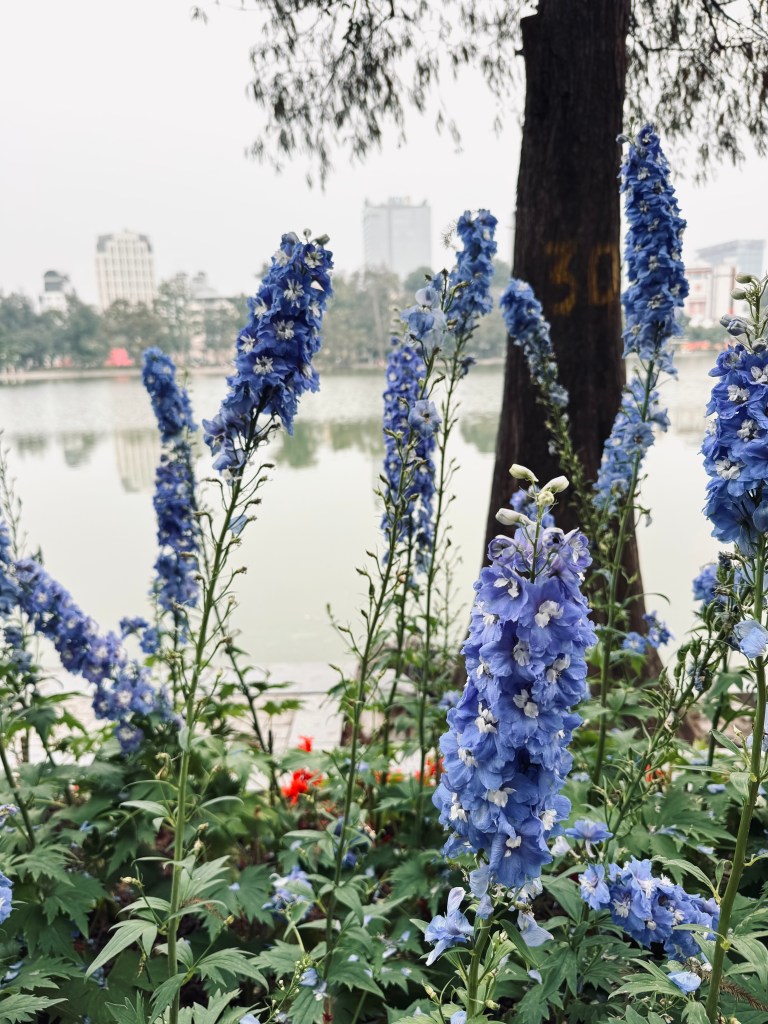 Purple flowers around Hoan Kiem Lake in Hanoi, Vietnam